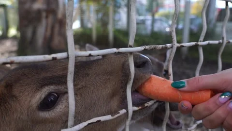 Roe deer being fed with carrots at the zoo Stock Footage 220485142