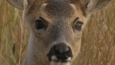 Roe deer big closeup in meadow Stock Footage 106391482