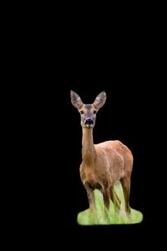 Roe deer on a black background Stock Photos