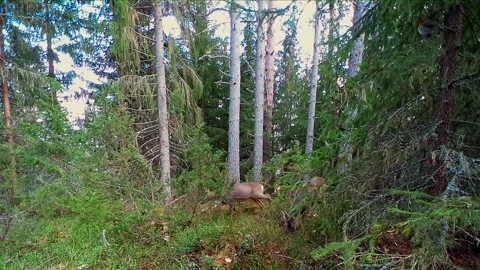 Roe deer browse in forest, one female attacks another Stock Footage 274805173