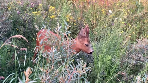 Roe deer browsing on dune bushes 動画素材 282770095