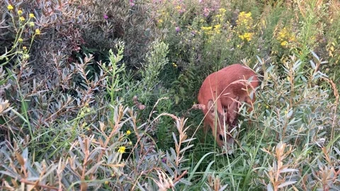 Roe deer browsing Stock Footage 282770104
