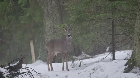 Roe deer buck and a doe observe their surroundings in Puijo forest in Kuopio Stock Footage 303704027