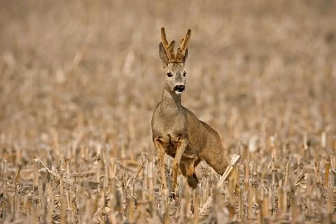 Roe deer buck approaching from front on a corn stubble field. Stock Photos