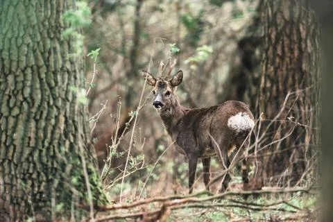 Roe deer buck between trees in forest. Stock Photos