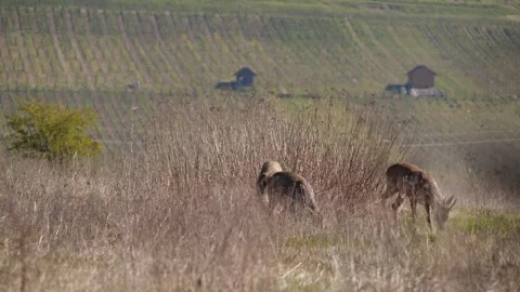 Roe Deer Buck in Dry Steppe – 4K Wide Shot Видео 320175794