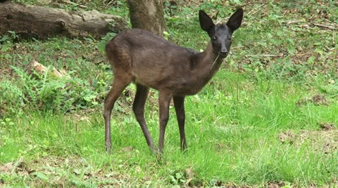 Roe Deer buck foraging in field Stock Footage 24888669