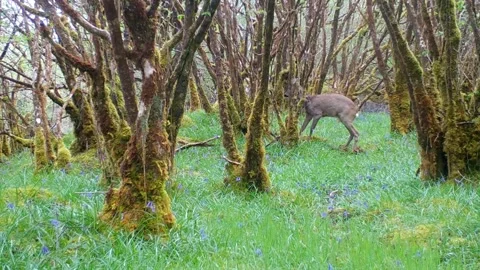 Roe Deer Buck gets excitable with moss stuck on its antlers. Isle of Skye Stock Footage 241826215