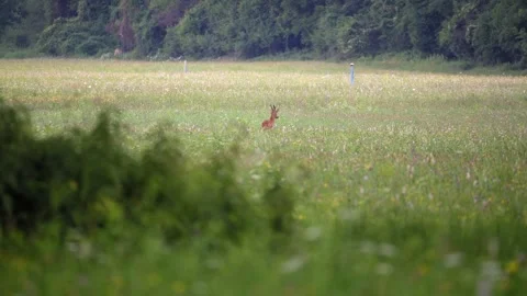 Roe deer buck grazing in a lush green summer meadow at the forest edge Stock Footage 337704401
