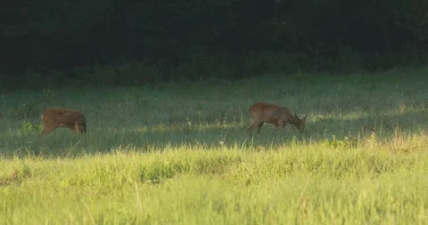 Roe deer buck guarding doe during rut at sunrise Stock Footage 328369221