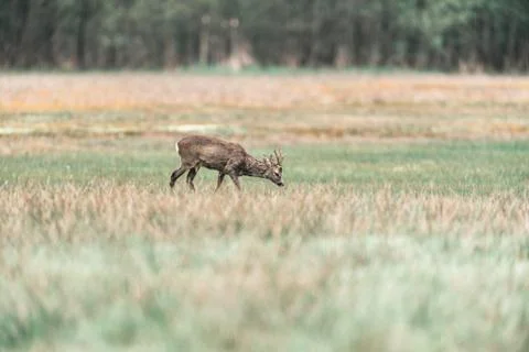 Roe deer buck with head down in meadow looking for food. Stock Photos
