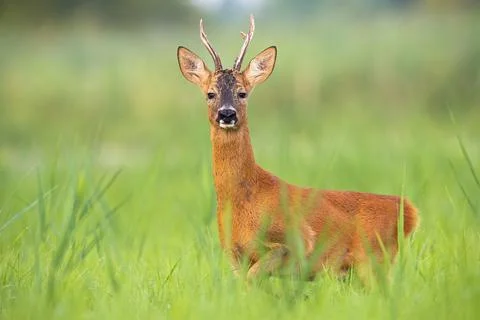 Roe deer buck looking into camera in tall green vegetation in summer nature Stock Photos