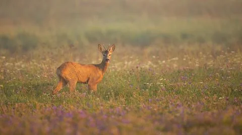 Roe deer buck looking into camera on blooming meadow in summer nature. Stock Photos