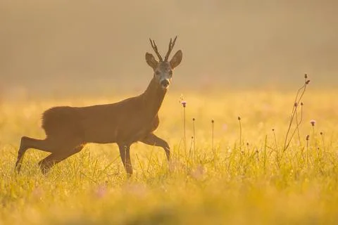 Roe deer buck looking to the camera on grass in morning light Stock Photos
