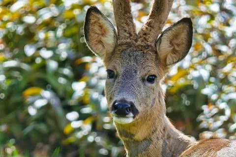 Roe Deer Buck. Stock Photos