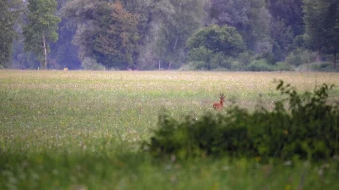 Roe deer buck running away across a meadow into the forest edge Stock Footage 337703909