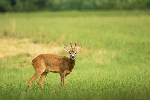 Roe deer buck standing in the meadow Stock Photos