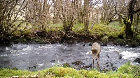 Roe Deer Buck Trying to Wade Across River, Daytime, Isle of Skye Wildlife Stock Footage 194013565