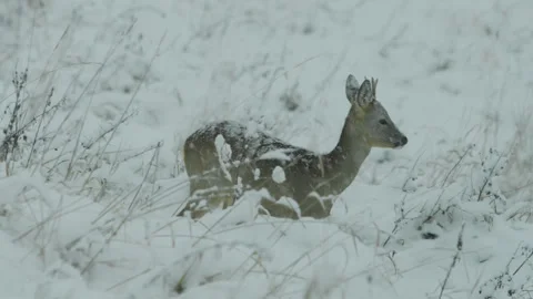 Roe Deer Buck Turning Head Back in Snow Stock Footage 335181959
