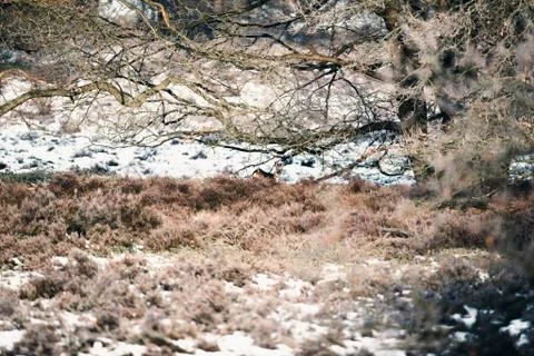 Roe deer buck under tree in winter moorland. Stock Photos