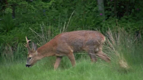 Roe Deer Buck walking Stock Footage 47743204