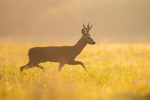 Roe deer buck walking on meadow in summer morning sunshine Stock Photos