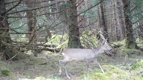 Roe Deer Buck Walking Through Forest Past Camera, Daytime Wildlife Footage Stock Footage 194013111