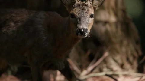 Roe Deer Buck Walks Through the Dense Giant Redwood Forest in the Morning Light 库存影片 331108230