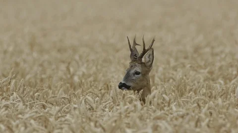 Roe deer buck in wheat crop Stock Footage
