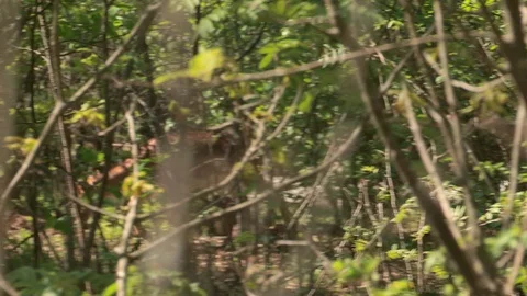 Roe deer in the bushes Stock Footage 108160963