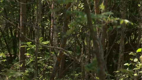 Roe deer in the bushes Stock Footage 108162138