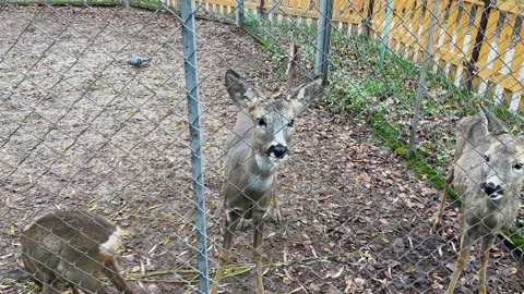 Roe deer in a cage at the zoo Stock Footage 329091450