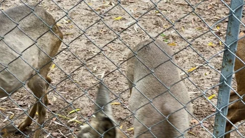 Roe deer in a cage at the zoo 스톡 동영상 329091455