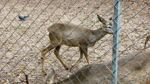 Roe deer in a cage at the zoo 스톡 동영상 329091464