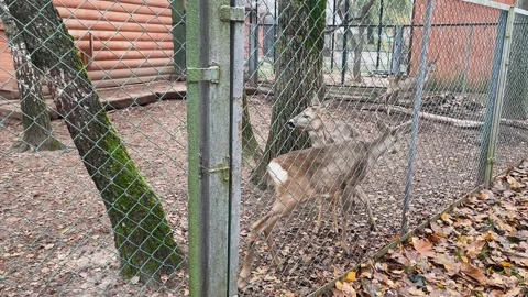 Roe deer in a cage at the zoo Video stock 329091471