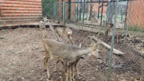 Roe deer in a cage at the zoo 库存影片 329091494