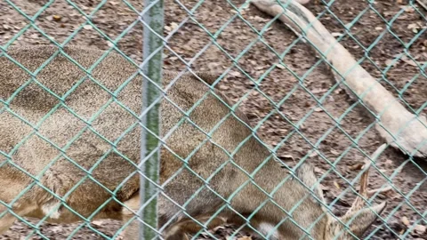 Roe deer in a cage at the zoo Vídeos de archivo 329091495