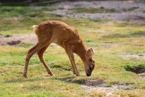 Roe deer calf Stock Photos