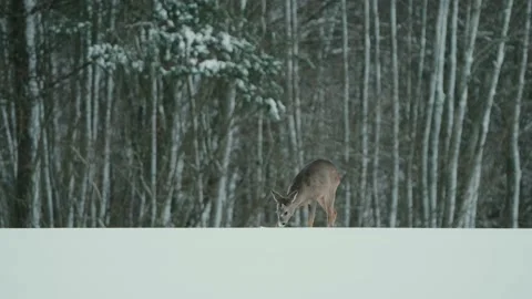 Roe Deer (Capreolus capreolus) Digging For Food In A Snowy Winter Day Video stock 238639638