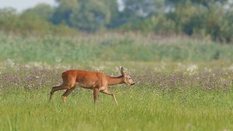 Roe deer, capreolus capreolus, doe walking through a meadow eating flowers Stock Footage 101507298