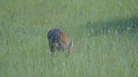Roe Deer - Capreolus capreolus - doe feeding in a lush summer. Stock Footage 168226346