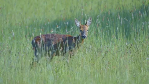 Roe Deer - Capreolus capreolus - doe feeding in a lush summer meadow. Stock Footage 168229880