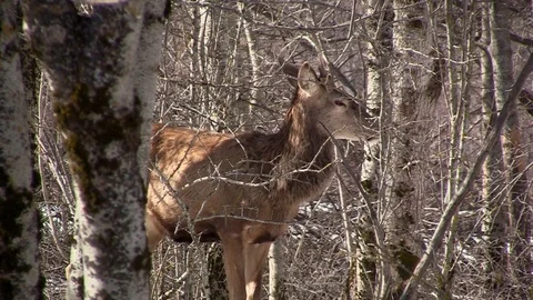 Roe deer (Capreolus capreolus) 스톡 동영상 127108322