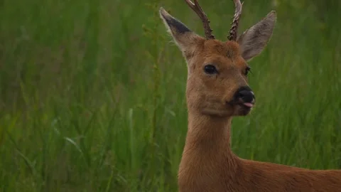 Roe deer (Capreolus capreolus) Stock Footage 280603164