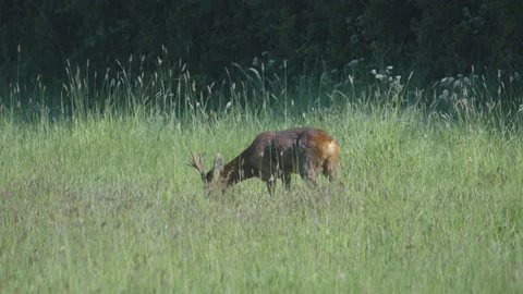 Roe Deer - Capreolus capreolus - stag feeding in a lush summer meadow. Stock Footage 168225476