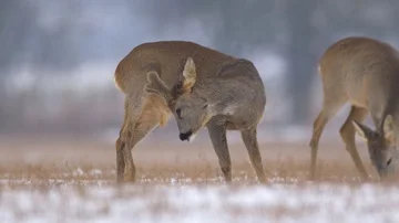 Roe deer (Capreolus capreolus) in winter Stock-Footage 85753855