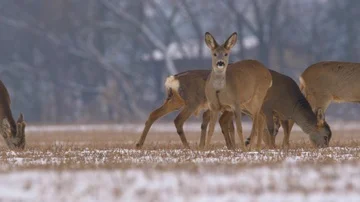 Roe deer (Capreolus capreolus) in winter 스톡 동영상 85754231