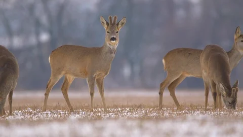 Roe deer (Capreolus capreolus) in winter Stock-Footage 85754622