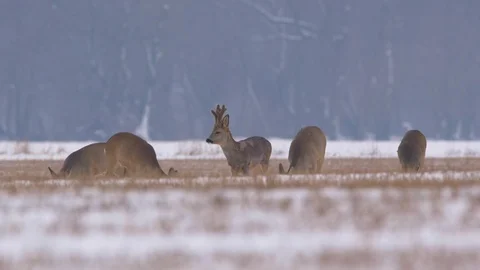 Roe deer (Capreolus capreolus) in winter Stock-Footage 85777621