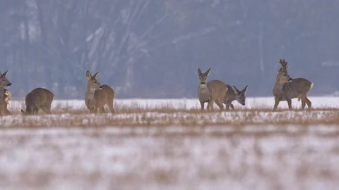 Roe deer (Capreolus capreolus) in winter Stock-Footage 85777774